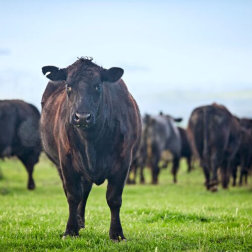 Mugrage Alaskan Whole Custom Beef