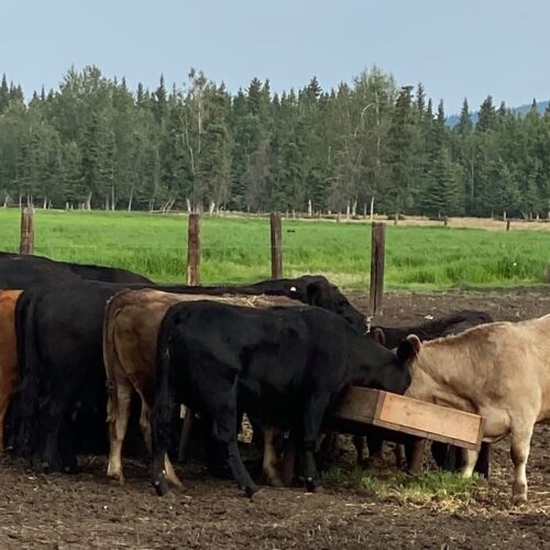 Mugrage Alaskan Quarter Custom Beef
